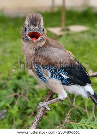 Fluffy young Eurasian Jay (Garrulus glandarius) bird on a tree branch. Blurred background