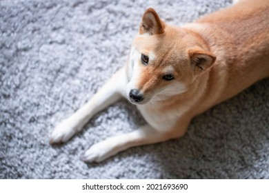 A Fluffy Young Red Dog Shiba Inu Lies On A Gray Carpet And Looks At The Camera