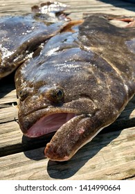 Fluke Fish (Summer Flounder) Flatfish