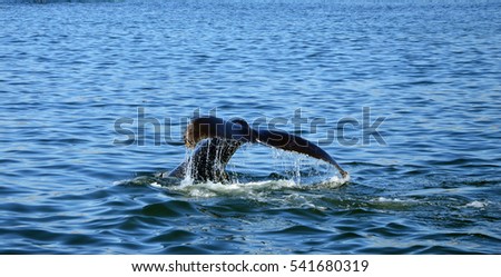 Fluke of Humpback Whale in Pacific Ocean at Whalewatching tour in Monterey, California Stock foto © 