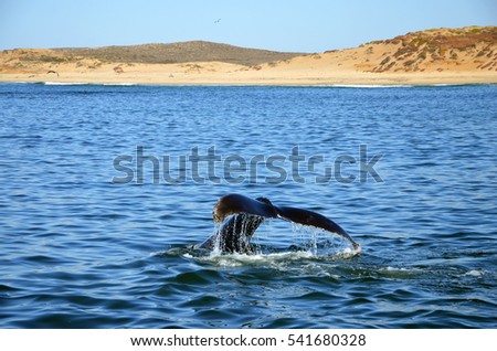 Fluke of Humpback Whale in Pacific Ocean at Whalewatching tour in Monterey, California Stock foto © 