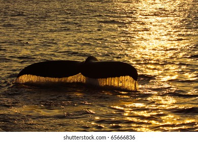 Fluke Of A Humpback Whale At Sunset