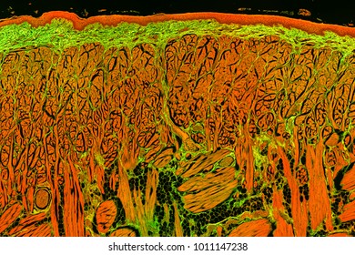 Fluorescence Microscopy Image Of A Mammal Skeletal Muscle Tissue Section.