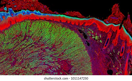 Fluorescence Microscopy Image Of A Mammal Tongue Tissue Section.