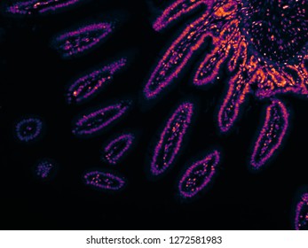 Fluorescence Microscopy Of Intestin Cells