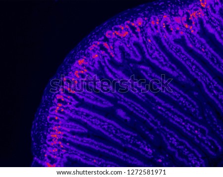 Fluorescence microscopy of intestin cells