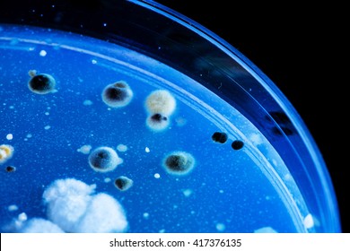 Fluorescent Bacteria At UV Light Of Lab Test