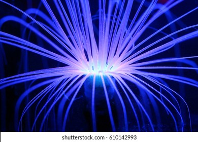 Fluorescent Blue Anemone Deep Sea Creature