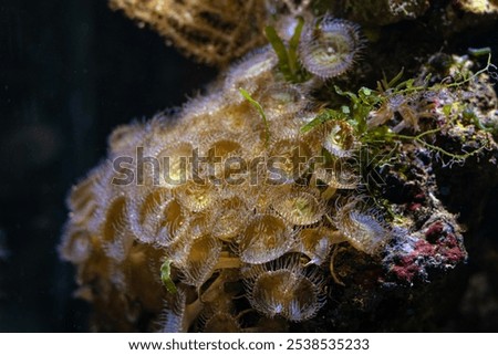 fluorescent brown button palythoa soft coral, polyp colony move in laminar flow, coquina stone live rock, easy pet animal for beginner aquarist in nano reef marine aquarium, LED actinic low light