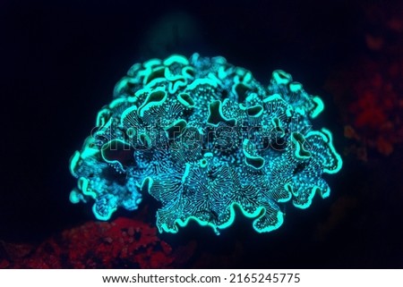 Fluorescent coral under ultraviolet light during night dive in Dauin, Philippines