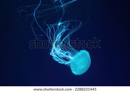 Fluorescent jellyfish swim underwater in aquarium pool with blue neon light. The Atlantic sea nettle chrysaora quinquecirrha in blue water, ocean. Theriology, tourism, diving, undersea life.