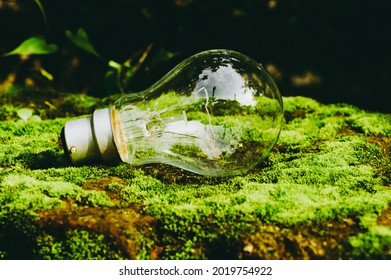 A fluorescent light bulb in sunlight on green nature background. Green business, economy, eco-industries start up ideas innovation background . Go Green to minimize human impact on environment concept
