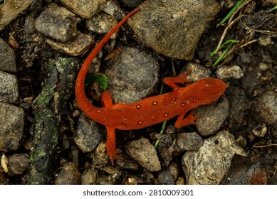 Fluorescent Spots on Red Eft in Shenandoah