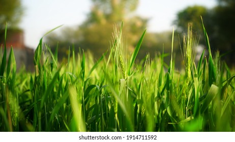 Fluorescent triticale of Wheat or Rye in the field. Evergreen blooming fibre on the top of flower. Crop blooming in winter season. - Shutterstock ID 1914711592