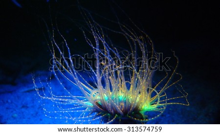 Fluorescent tube anemone