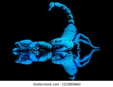 Fluorescing Emperor Scorpion