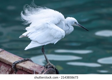 The flurry egret in hong kong