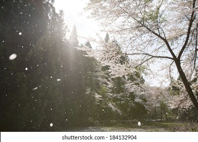 A Flurry Of Falling Cherry Blossoms Near River