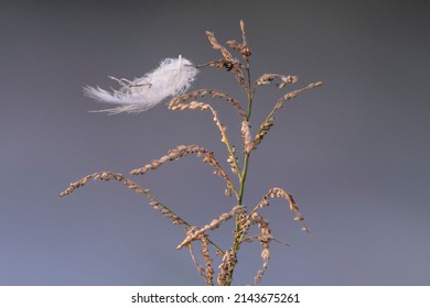 The flurry seed on the plant