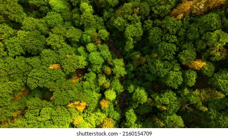 Fluss in Wald Harz Mountains Forrest Drone Vogel Perspektive - Shutterstock ID 2160154709