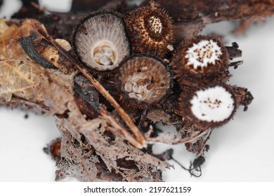 Fluted bird's nest fungus, Cyathus striatus, strange mushroom. Detail photo of the fluted bird's nest (Cyathus striatus) growing on the shredded tree bark 