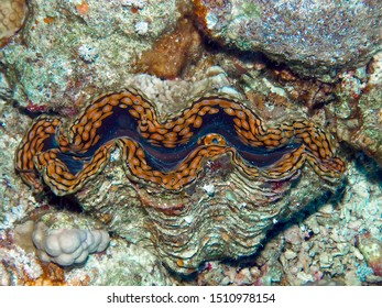 Fluted Giant Clam (Tridacna Squamosa)