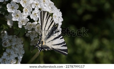 Fluttering beauty: Discover the spring splendor of the Scarce Swallowtail (Iphiclides podalirius) in the meadow. Spring season.