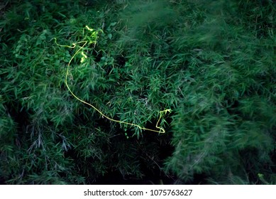 Fluttering Fireflies Japan