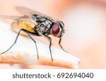 fly