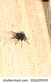 Fly