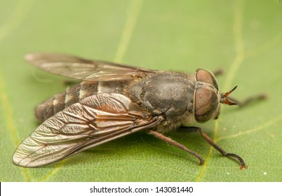 Fly