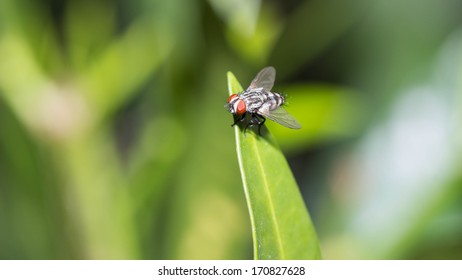 fly
