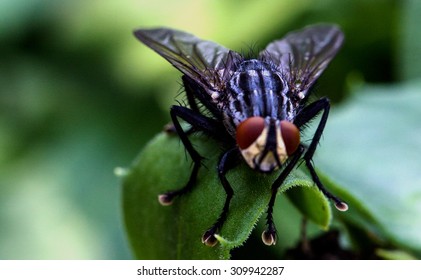 fly