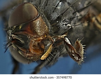 fly