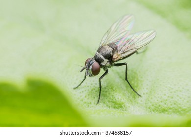 Fly
