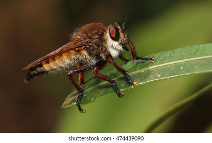 Fly