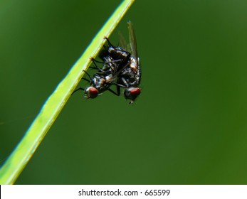 Fly