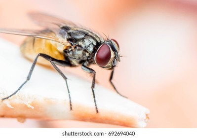 fly