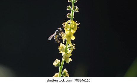 fly