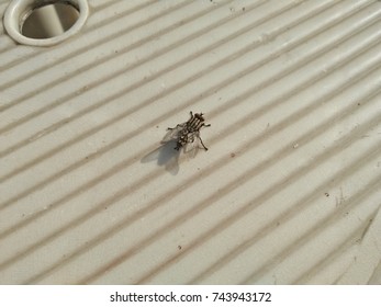 fly