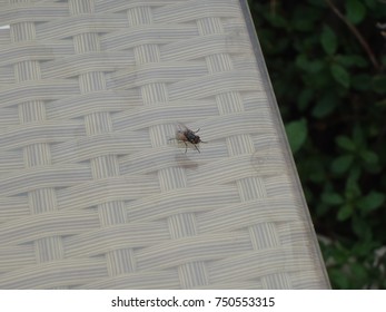 Fly
