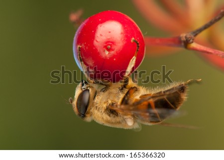 Similar – Image, Stock Photo Cuddly Nature Plant Animal