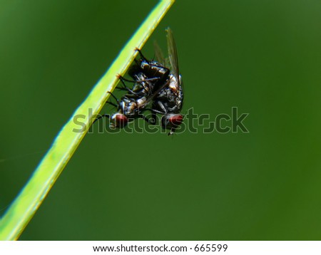 Fly