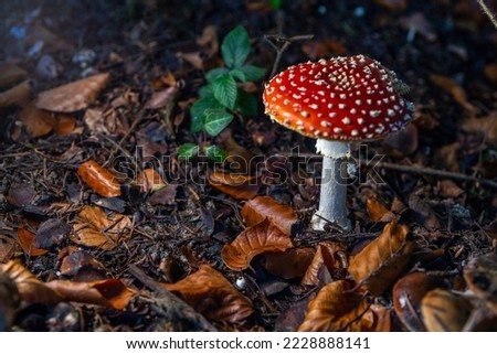 Fly agaric or fly amanita, autumn forest background. Toxic and hallucinogen mushroom. Macro close up. High quality photo