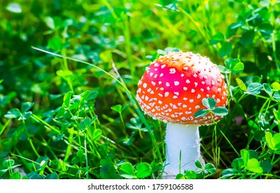 Fly Agaric - Dangerous Poisonous Mushroom