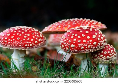 Fly agaric or fly-amanita mushrooms fungi with dark blur background and grass on surface.
