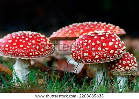 Fly agaric or fly-amanita mushrooms fungi with dark blur background and grass on surface.