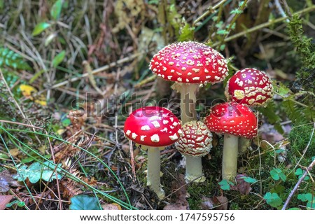 Fly Agaric in grass on a forest.  Fly amanita (Amanita muscaria) mushrooms closeup in the nature
