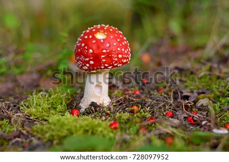 Fly agaric growing in the ground with moss and rowan berries