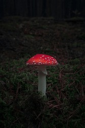 Fly Agaric In Moody Forest